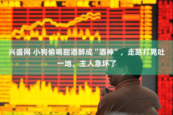 兴盛网 小狗偷喝甜酒醉成“酒神”，走路打晃吐一地，主人急坏了